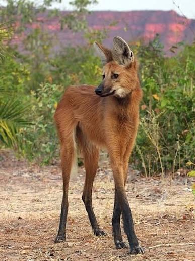 Lobo guará en alerta: la urbanización acorrala al cánido más grande de Sudamérica en Brasil