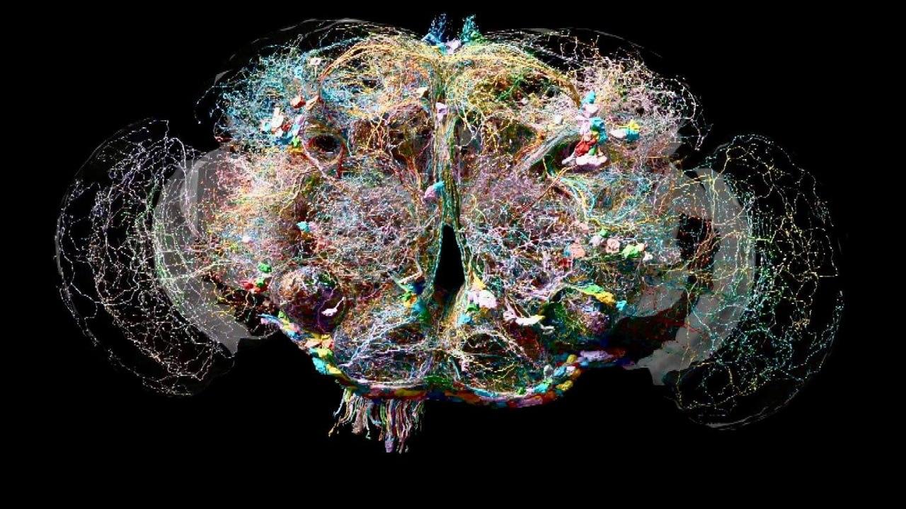 Cerebro de la mosca de la fruta: logran el primer mapa 3D completo de sus conexiones neuronales
