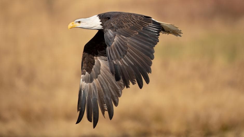 EE.UU.: fuerte rechazo ambientalista a la quita de protección para especies en peligro