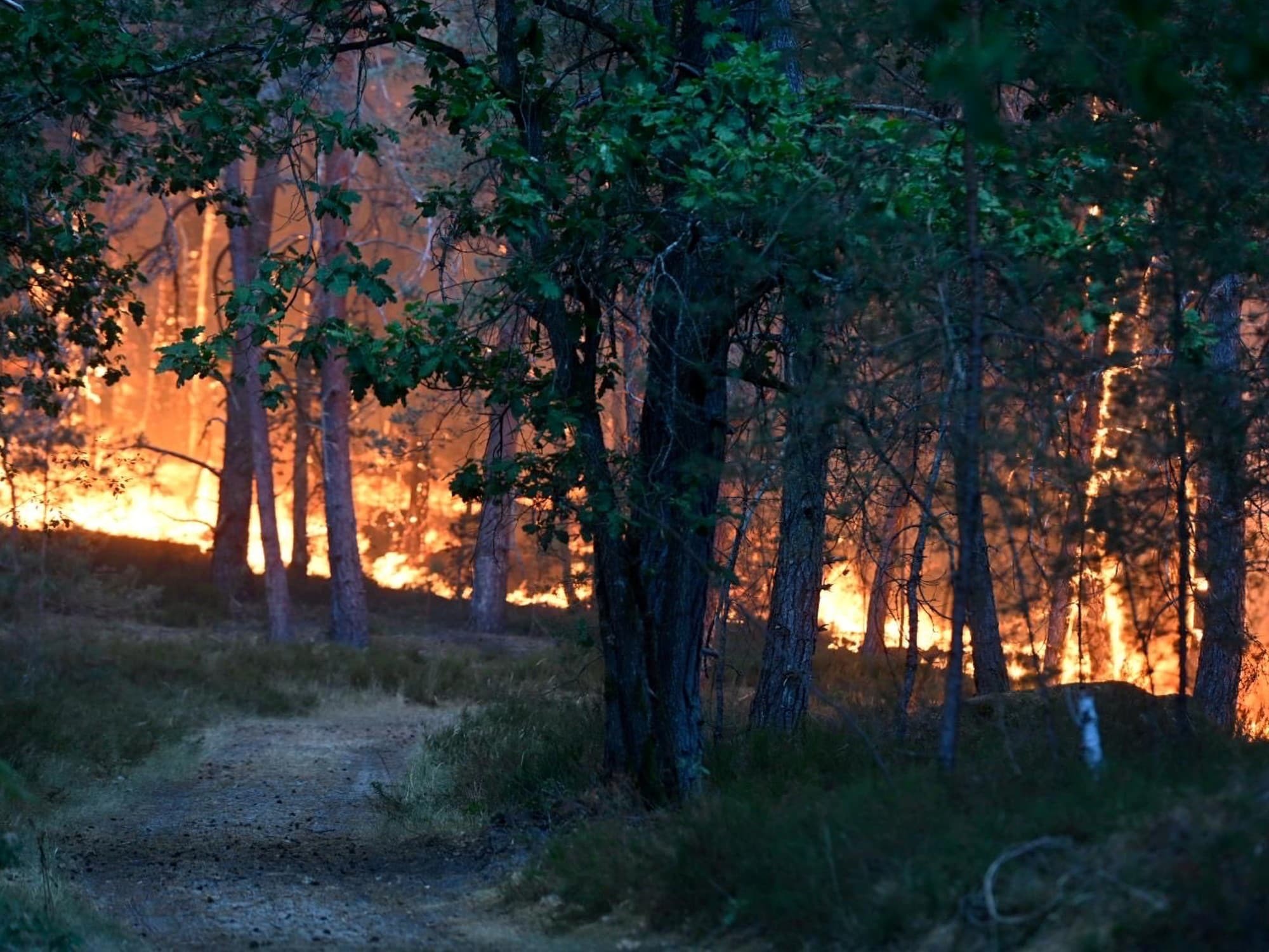 Un feroz incendio forestal azota el emblemático bosque de Fontainebleau en las afueras de París