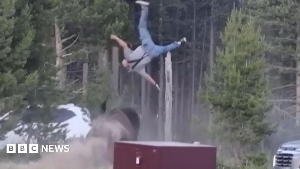 Un bisonte atacó a un abuelo en el Parque Yellowstone y lo lanzó por el aire