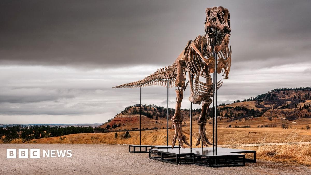 Subasta histórica: un fósil de Tiranosaurio Rex podría convertirse en el más caro de todos los tiempos