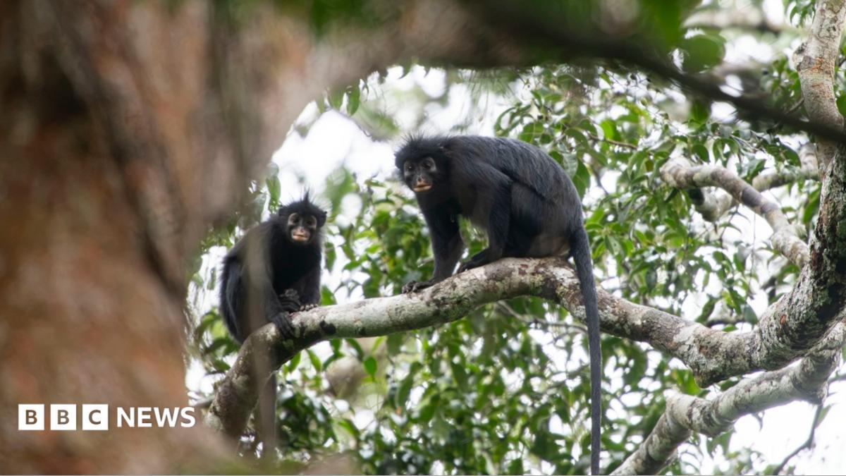 Hallan una nueva especie de mono con llamativos labios naranjas en la selva del Congo