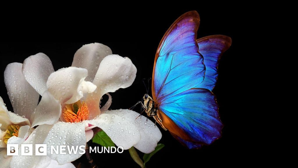 Seducción y engaño en la naturaleza: las increíbles tácticas de las flores para atraer polinizadores