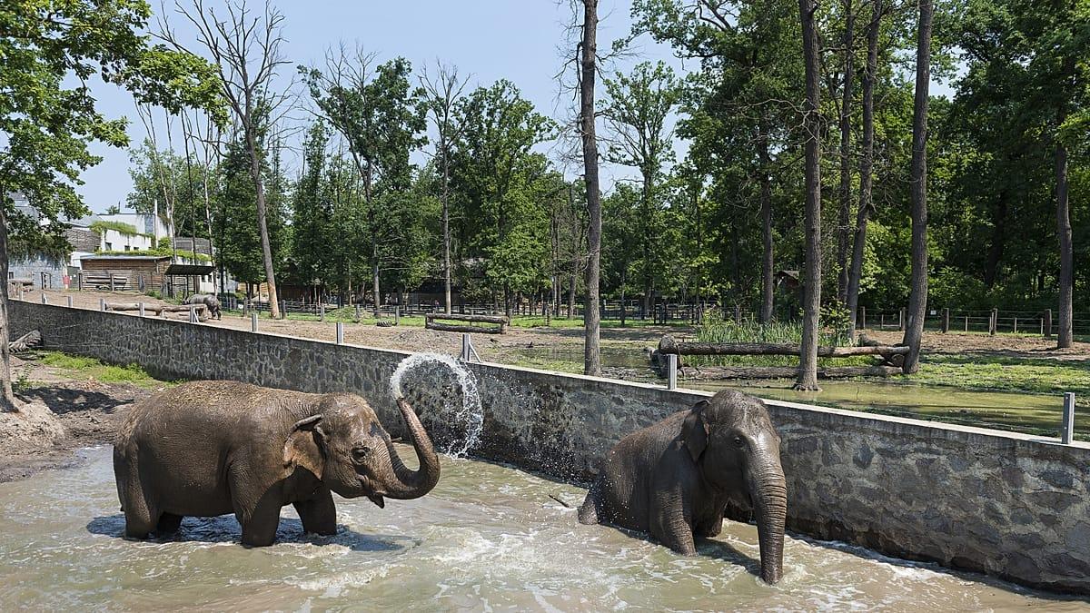 Tres décadas de conservación: el zoológico de Nyíregyháza celebra su 30° aniversario como el mejor de Europa