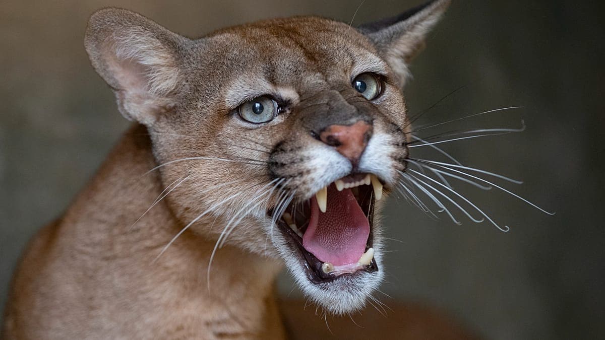 Alerta en Polonia: buscan intensamente a un puma suelto en un bosque