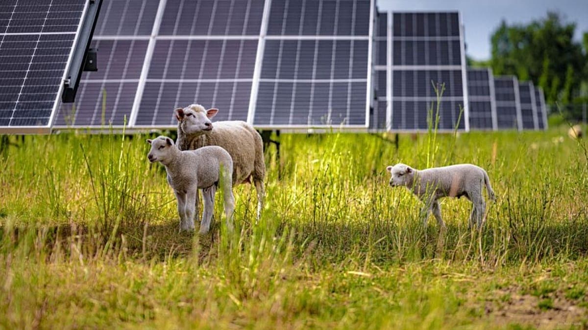 Una alternativa ecológica: Volkswagen sumó cien ovejas para mantener su parque solar en Polonia