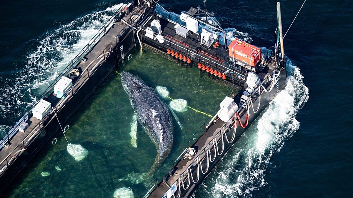 Escándalo financiero tras el fallido rescate de la ballena Timmy: reclaman medio millón de euros