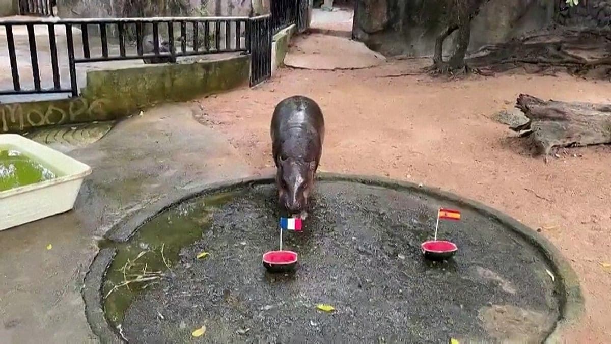 Una famosa hipopótama de Tailandia ya arriesgó quiénes jugarán la final del próximo Mundial