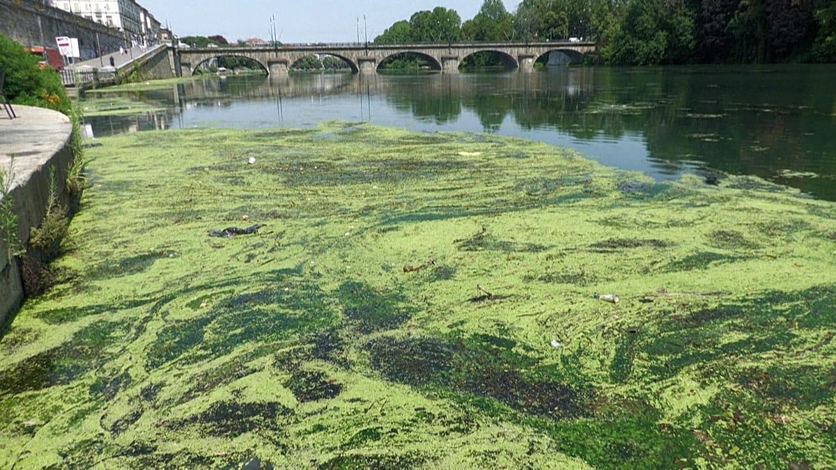 Alerta en Italia: una densa invasión de algas paraliza la navegación en el río Po