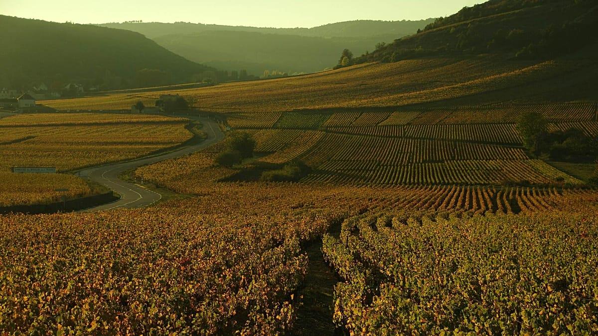 Polémica con la nueva guía de bodegas de Michelin: un productor pidió que lo excluyan