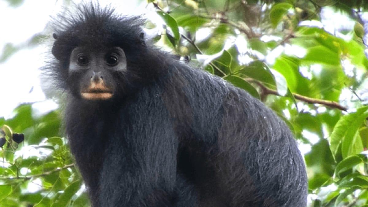 Hallazgo histórico en el Congo: identifican una nueva especie de mono tras casi dos décadas de búsqueda
