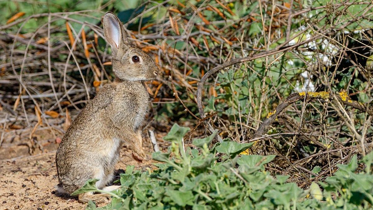 Conejo europeo: las claves del hallazgo de una nueva especie