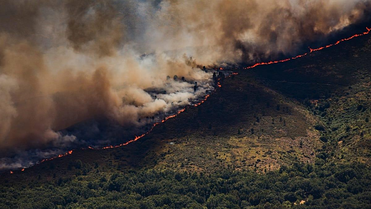 OMS: los incendios forestales en Europa aumentaron un 57% en cuatro años