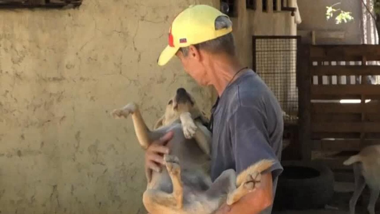 Terremoto en Venezuela: un refugio ya rescató a más de 500 mascotas atrapadas bajo las ruinas