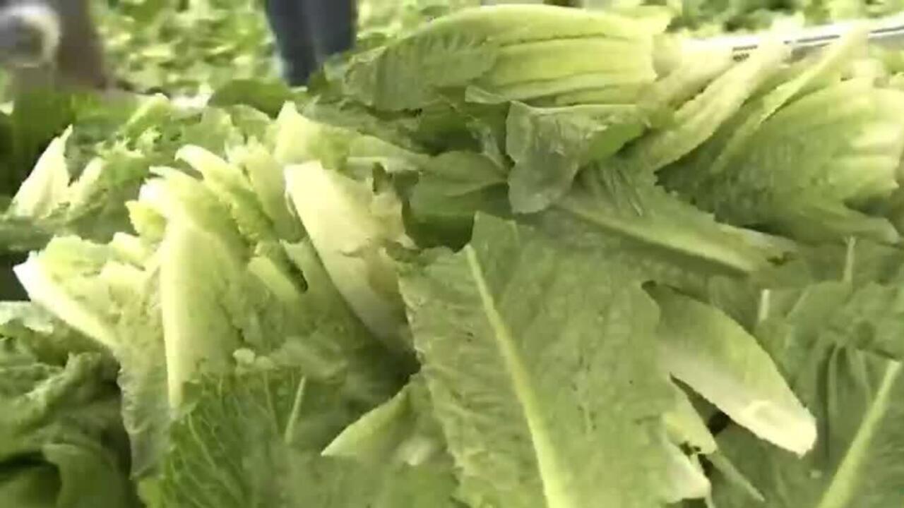 Estados Unidos: las claves del brote por lechuga contaminada